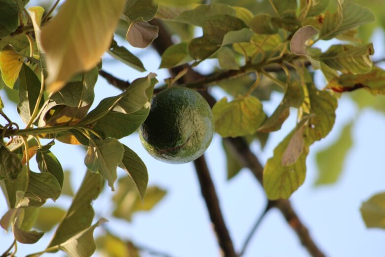 Avocado plant
